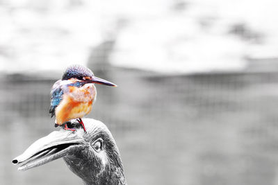 Close-up of bird perching on branch