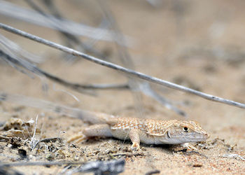 Close-up of fringe-toed lizard on sand