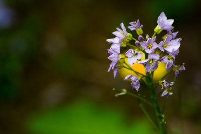 Close-up of flowers blooming outdoors