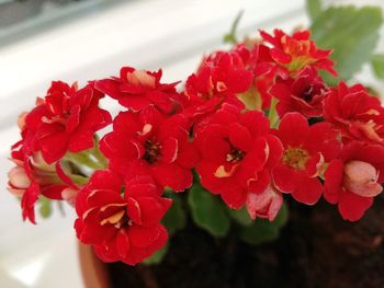 Close-up of red flowering plant