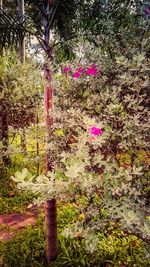 Flowers growing on tree