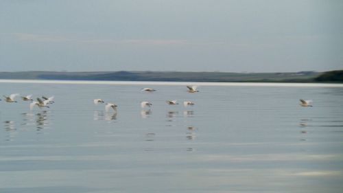 Swans swimming in lake against sky