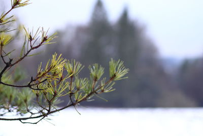 Close-up of snow on plant during winter