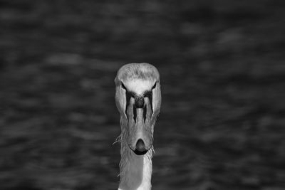 Mute swan, head shot 