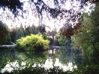 Scenic view of lake in forest