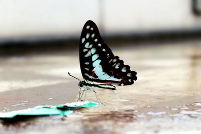 Close-up of butterfly on leaf