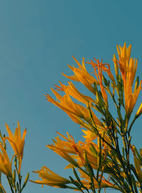Low angle view of yellow flowering plant against clear sky