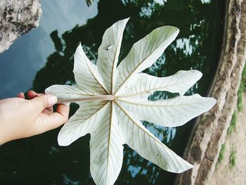 Close-up of cropped hand holding plant