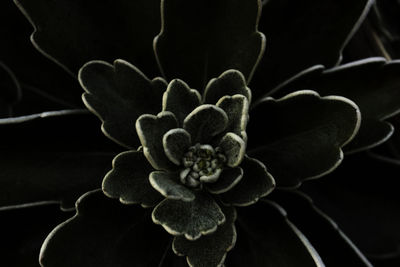 Close-up of flowering plant