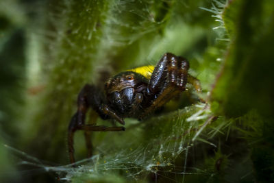 Macro-photo of spider on plant
