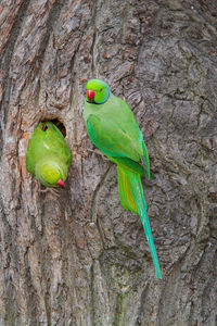 Close-up of parrot perching on tree trunk