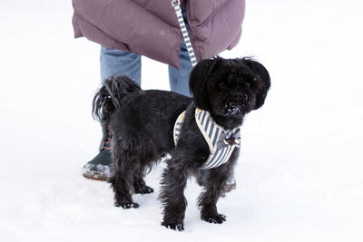 Black russian colored lap dog phenotype with its owner at wintertime.