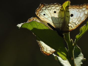 Close-up of butterfly on leaf