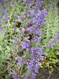 Close-up of bee pollinating on fresh purple flower