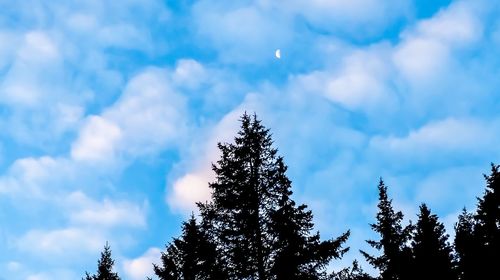 Low angle view of pine trees against sky