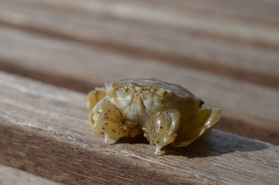 High angle view of young crab on wooden table