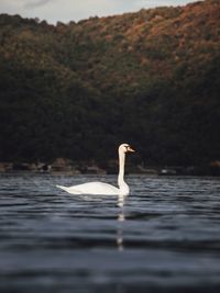 Close up of swan swimming in danube river. dubova,romania