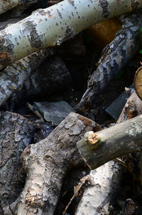 High angle view of log in forest