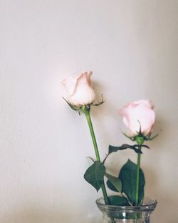 Close-up of rose plant in vase against wall