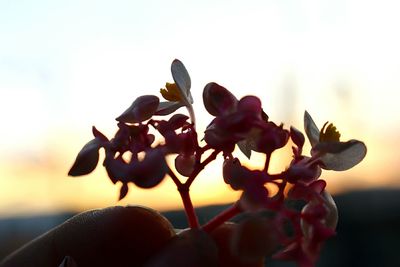 Close-up of flowers against sky