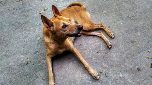 High angle view of dog on footpath