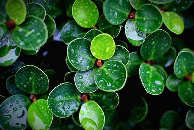 Full frame shot of wet leaves