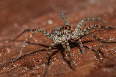 Close-up of spider