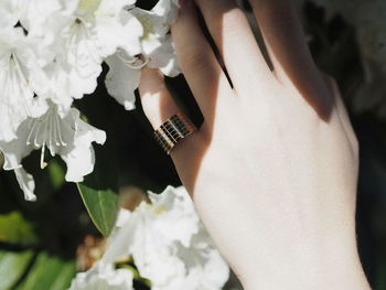 Close-up of hand holding white flowering plants