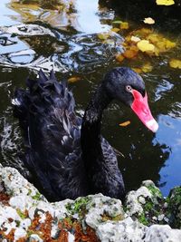 High angle view of swan in lake