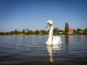 Swan swimming in lake