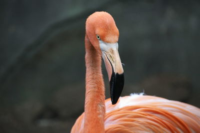 Orange flamingo