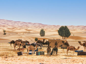 Camels preparing for a desert trek.