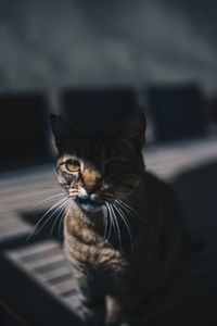 Close-up portrait of a cat