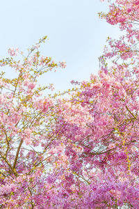 Low angle view of pink flowers blooming on tree