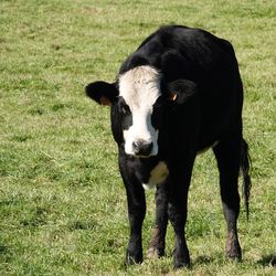 Cow standing in a field