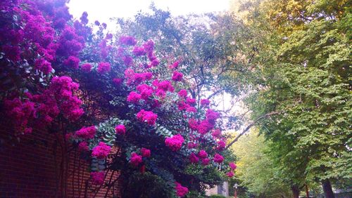 Low angle view of pink flowering plant in park