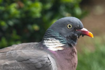 Close-up of pigeon perching