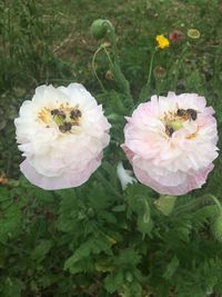 Close-up of flowers