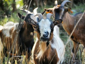 Goat on field