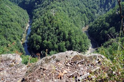 Scenic view of forest