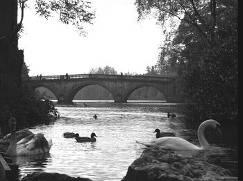 View of birds in water