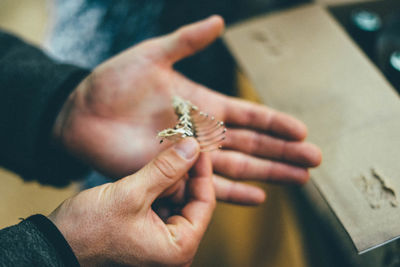 Cropped hands of man examining skeleton