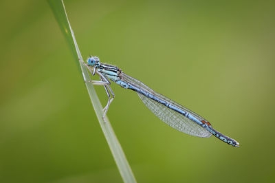 Close-up of grasshopper