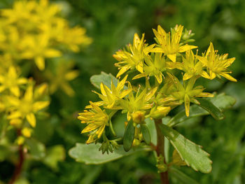 Close-up of yellow flowering plant