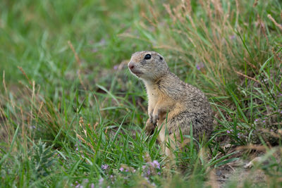 European ground squirrel on a meadow