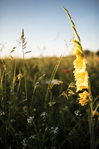 Close-up of yellow flowering plant on field against sky