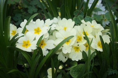 Close-up of white flowers blooming outdoors