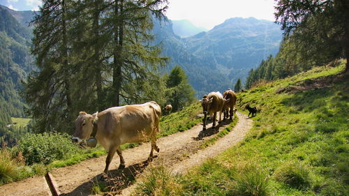 Cattle on mountain road