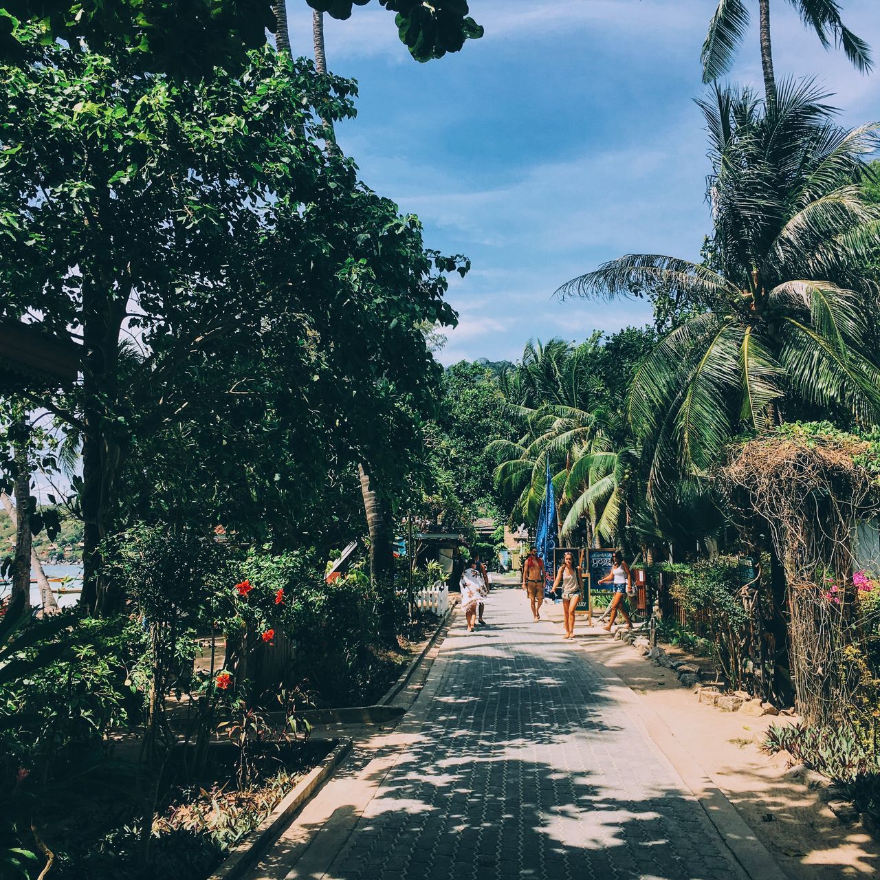 NARROW PATHWAY ALONG TREES AND PLANTS