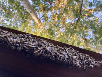 Low angle view of lizard on tree